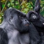 SilverbackDad_IT-IT8656374054_1366x768.jpg