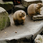 Vadallatok003.jpg