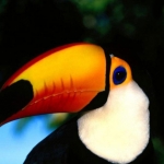 tucano02_1024x768.jpg