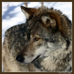 wolf