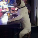 just a dog in a bar :) and with a beer :)