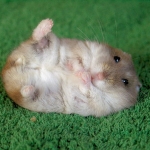 hamster.jpg